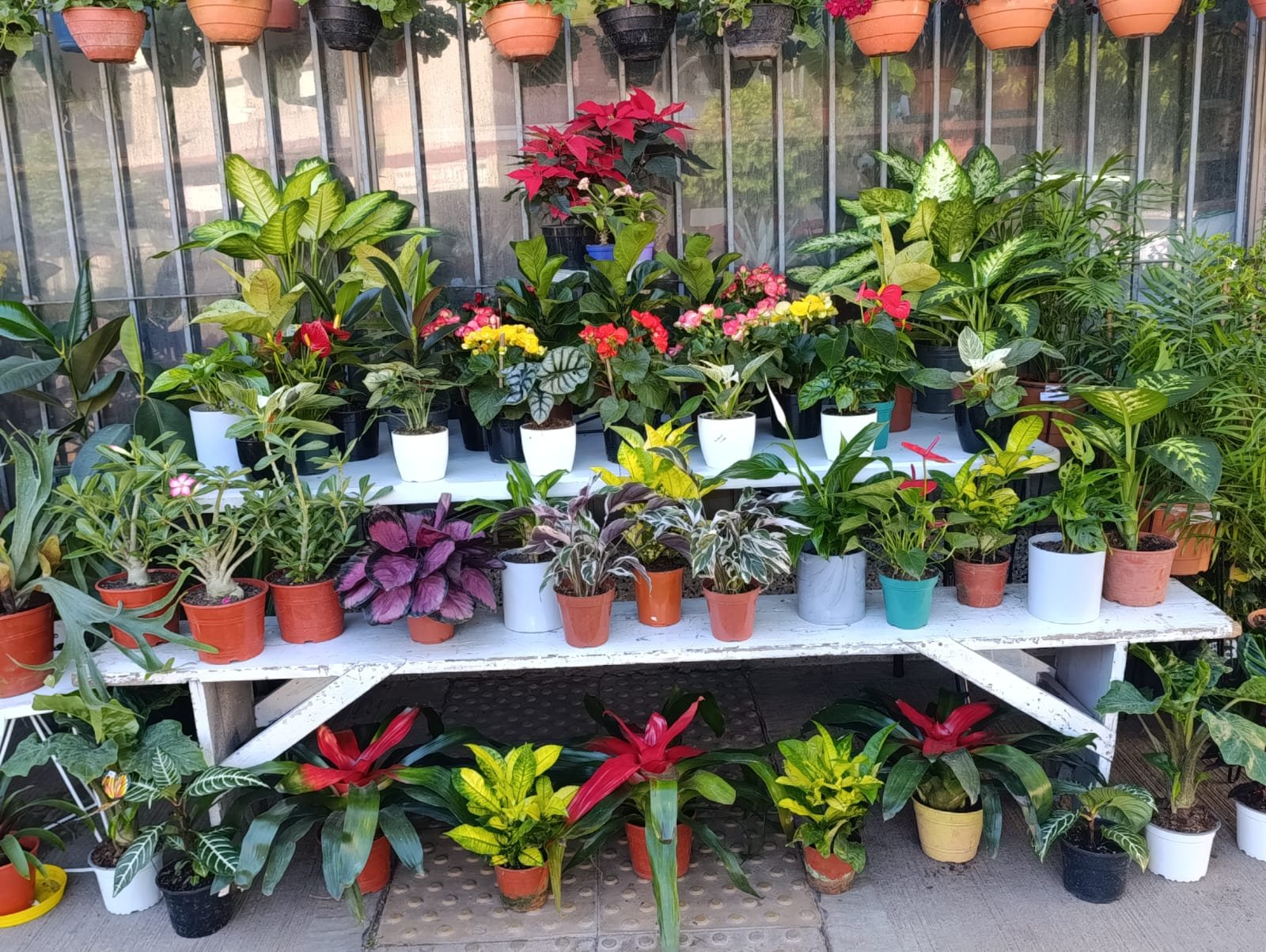 Inspiración plantas 2