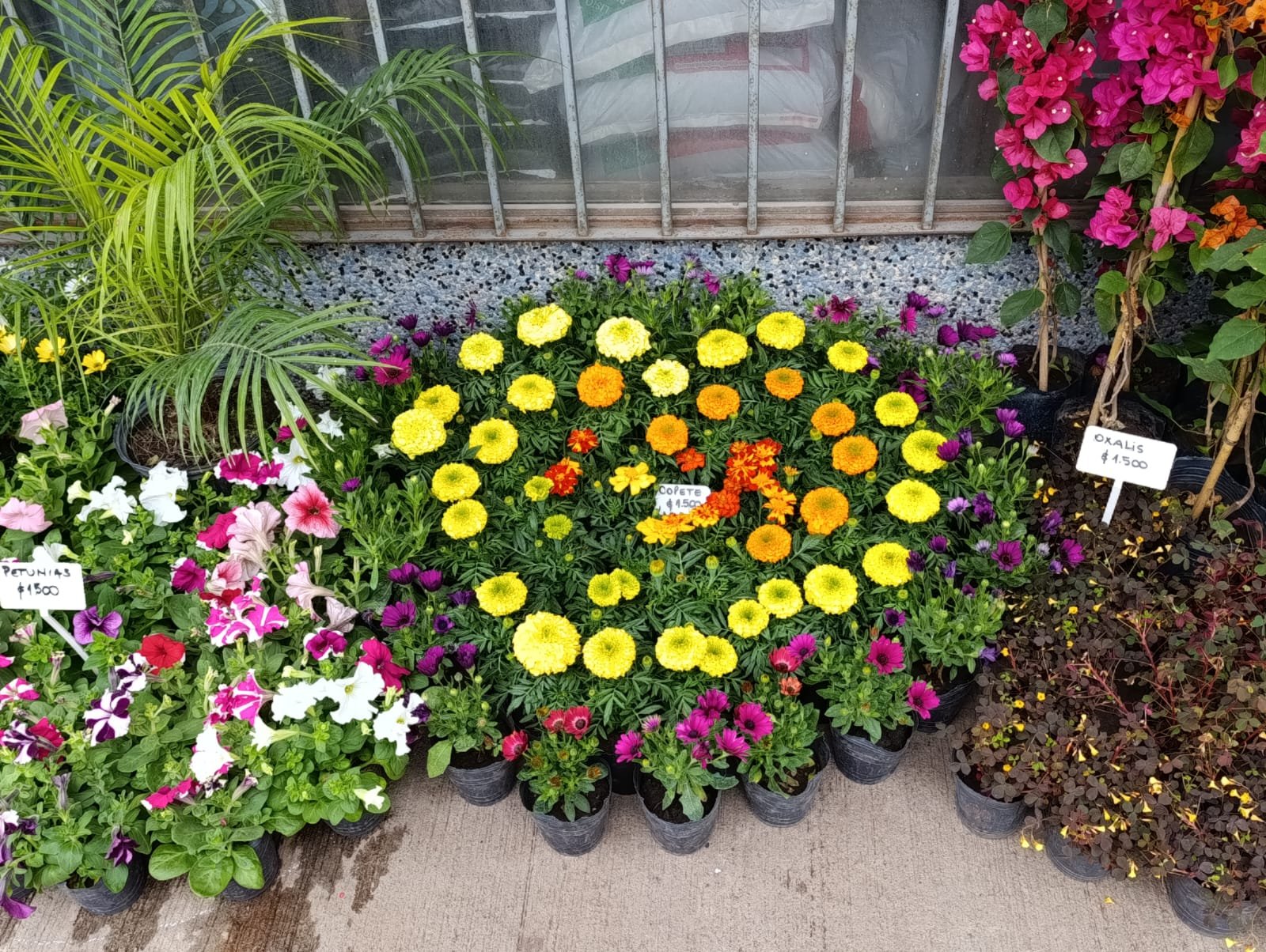 Inspiración plantas 5