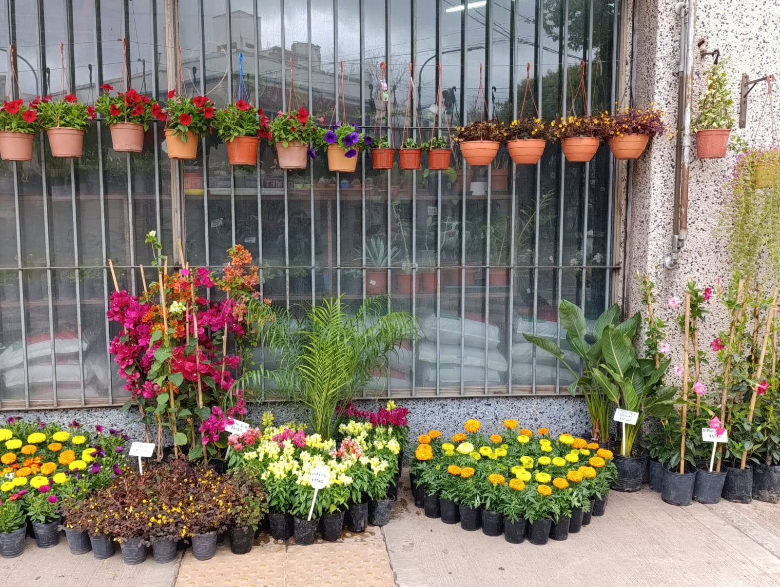 Inspiración plantas 6
